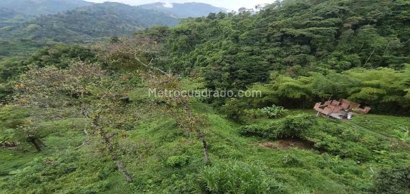Lote en Venta, Vereda Minitas, Manizales - Vista 5
