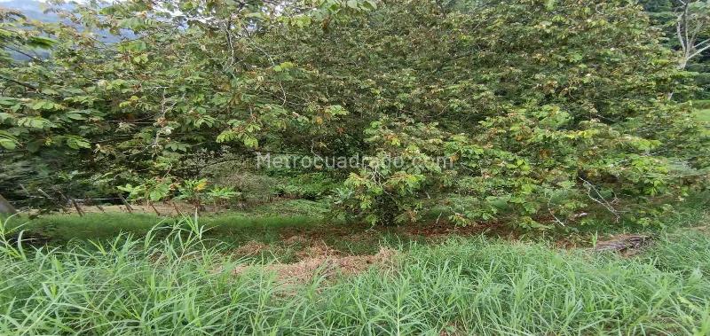 Lote en Venta, Vereda Minitas, Manizales - Vista 5