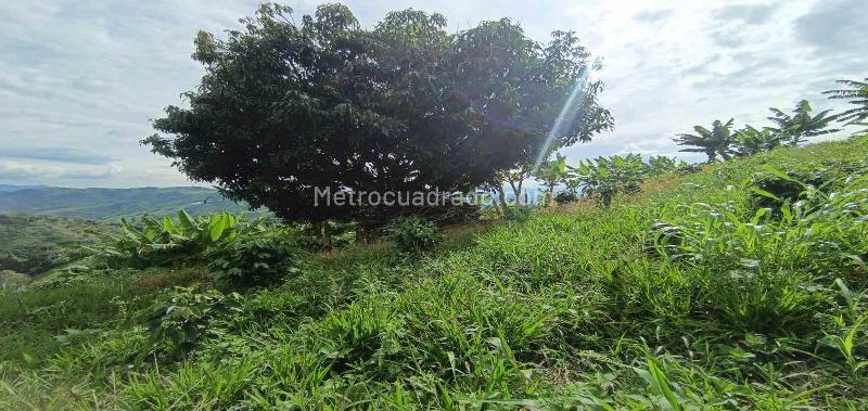 Lote en Venta, San Peregrino, Manizales - Vista 5