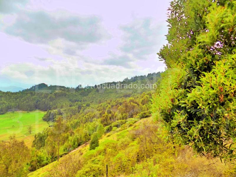 Lote En Venta, Tamara