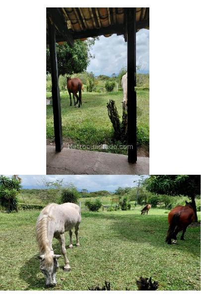 Lote en Venta, Cerritos, Pereira - Vista 4