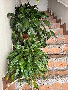 Casa de 5 alcobas en venta en Catalina 1, Bogotá, 288 m² · foto 11 de 13